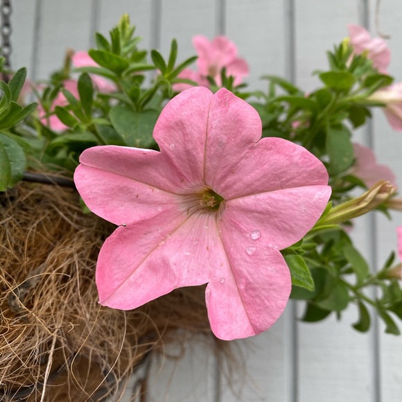 SHIPPING DAY-🌷1-2 days - Picture 5 of 16